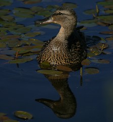 Image showing Mallard