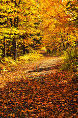 Image showing Fall forest