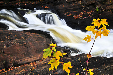 Image showing Forest river in the fall