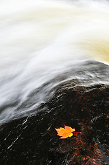 Image showing Leaf floating in river