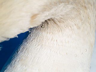 Image showing Swan abstract