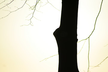 Image showing tree in sunlight