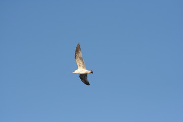 Image showing seagull