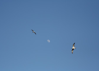 Image showing birds circling the moon