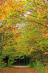 Image showing Autumn Forest Track