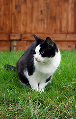 Image showing Cat