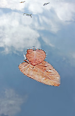 Image showing Leaves at Water