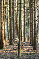 Image showing Trunks