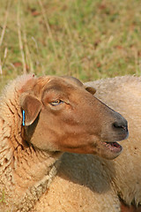 Image showing Sheep