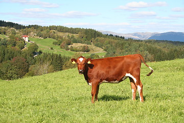 Image showing staring cow