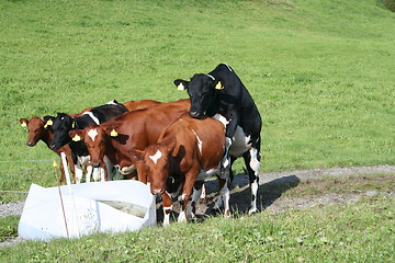 Image showing cows feeding time, party time