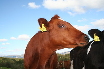 Image showing staring cow