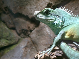 Image showing green lizzard