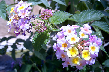 Image showing flowers