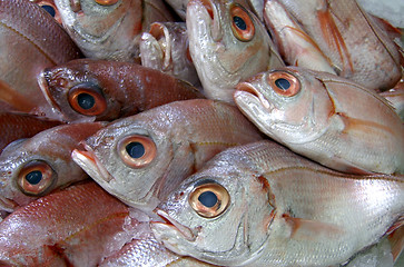 Image showing red fish closeup