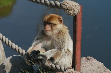 Image showing Sitting