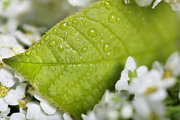 Image showing Green leaf with water droplet 