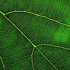 Image showing green leaf closeup