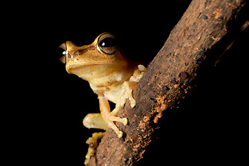 Image showing tree frog with hughe eyes staring into the night