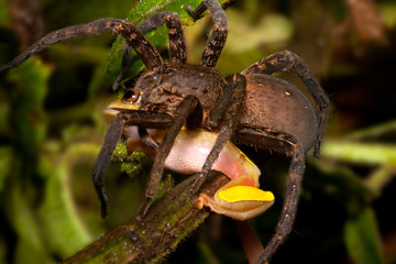 Image showing frog eating tarantula