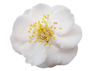 Image showing Plum flower