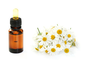 Image showing camomille essential oil