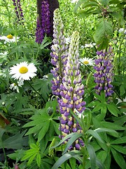 Image showing lupine