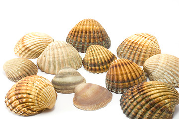 Image showing Seashells