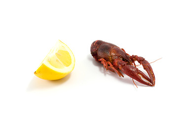 Image showing Crawfish/lobster