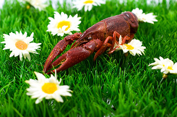 Image showing Crawfish/lobster