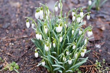 Image showing Snowdrop