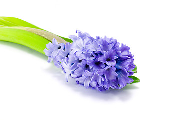 Image showing Blue hyacinth
