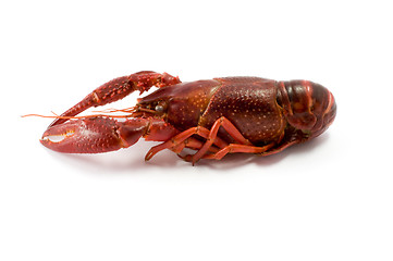 Image showing Crawfish/lobster