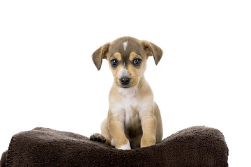 Image showing Cute Puppy