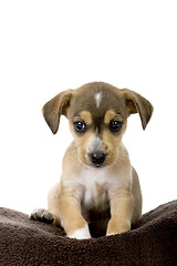 Image showing Cute Puppy