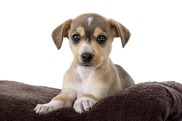 Image showing Cute Puppy