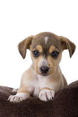 Image showing Cute Puppy