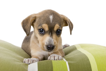 Image showing Cute Puppy