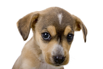 Image showing Cute puppy