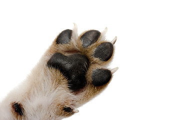 Image showing Paw