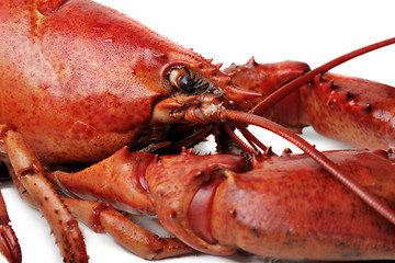 Image showing red lobster on white background