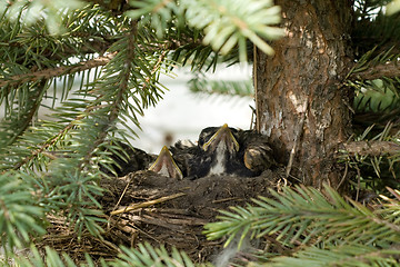 Image showing Bird Nest