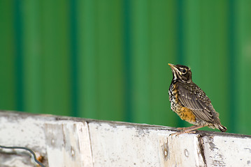 Image showing Young Robin