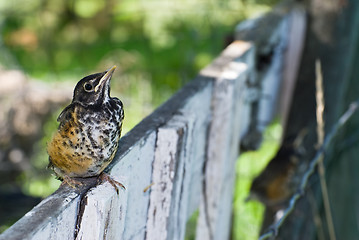 Image showing Juvenile Robin