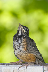 Image showing Juvenile Robin