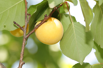 Image showing Apricot on branch