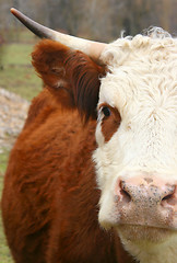 Image showing MOOOOOOOOO