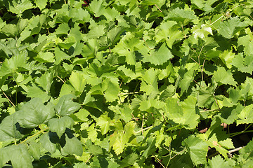 Image showing Grape leaves