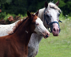 Image showing Mommy and Baby Horse