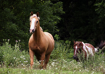 Image showing Galloping Horses